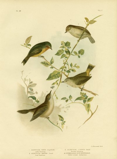 Pequeño Thornbill o Thornbill amarillo, 1891 de Gracius Broinowski